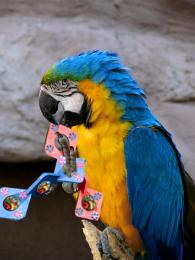 parrot toy